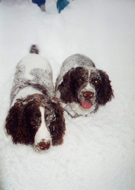 Sherlock Holmes and Dr. Watson - Snow dogs!