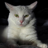Entry image for Gizmo