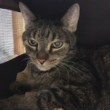 Entry image for Thomas (GA) 