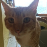 Entry image for Murphy 