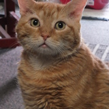 Entry image for Oscar
