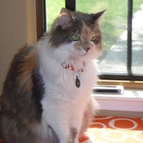 Entry image for Missy