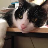 Entry image for Sebastian Purrbox  (GA)