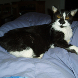 Entry image for Jibbit