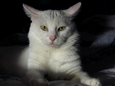 Entry image for Gizmo. Clicking this image will show a larger photo