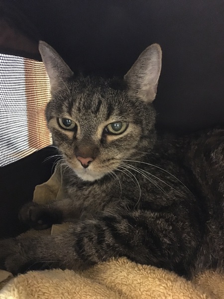 Entry image for Thomas (GA) . Clicking this image will show a larger photo