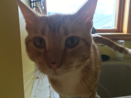 Entry image for Murphy . Clicking this image will show a larger photo