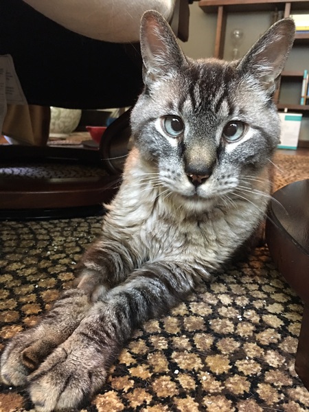 Entry image for Pooka. Clicking this image will show a larger photo