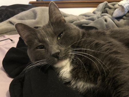 Entry image for Zeke. Clicking this image will show a larger photo