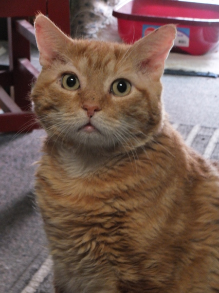 Entry image for Oscar. Clicking this image will show a larger photo