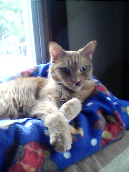 Entry image for Tyson. Clicking this image will show a larger photo