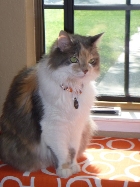 Entry image for Missy. Clicking this image will show a larger photo