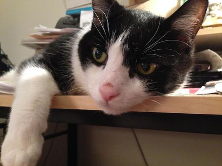 Entry image for Sebastian Purrbox  (GA). Clicking this image will show a larger photo