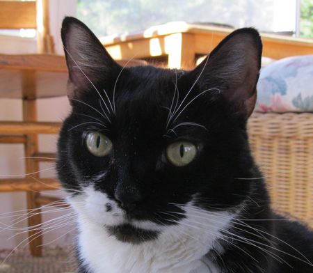 Entry image for Sophie. Clicking this image will show a larger photo