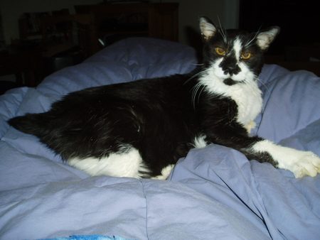 Entry image for Jibbit. Clicking this image will show a larger photo