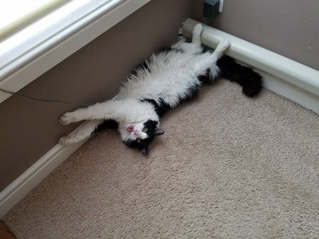 Entry image for Gizmo. Clicking this image will show a larger photo