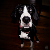 Entry image for Lola