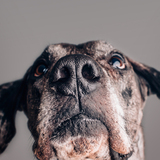 Entry image for Marty
