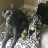 Entry image for Squatch and Lily