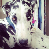 Entry image for Lola