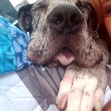 Entry image for Zeus
