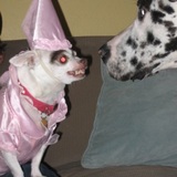Entry image for Lola