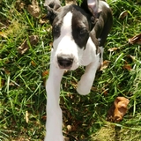 Entry image for Daffie