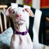Entry image for Piglet
