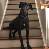 Entry image for Grace “Ruby Doo” Dane
