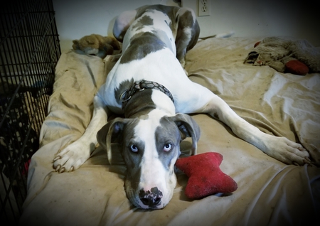 Entry image for Delilah. Clicking this image will show a larger photo