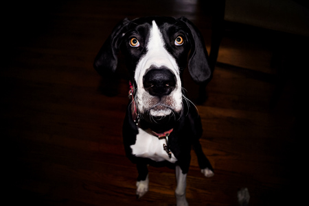 Entry image for Lola. Clicking this image will show a larger photo