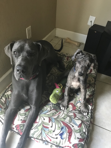 Entry image for Squatch and Lily. Clicking this image will show a larger photo