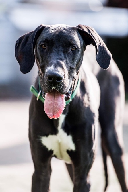Entry image for Gunner (Bach). Clicking this image will show a larger photo