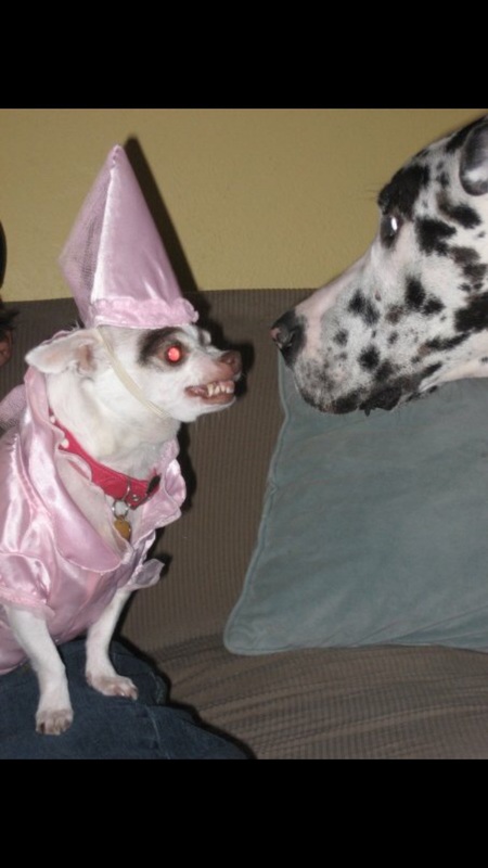 Entry image for Lola. Clicking this image will show a larger photo