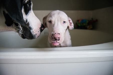 Entry image for Otis Maximus (aka Silas). Clicking this image will show a larger photo