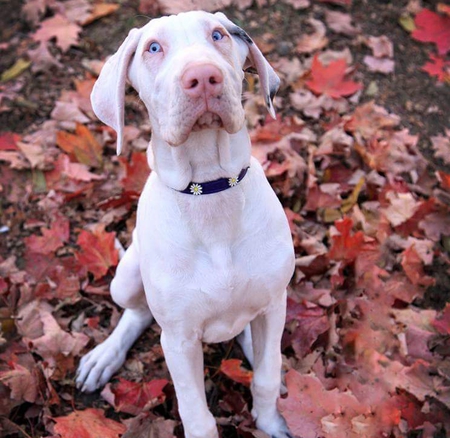 Entry image for Nala. Clicking this image will show a larger photo