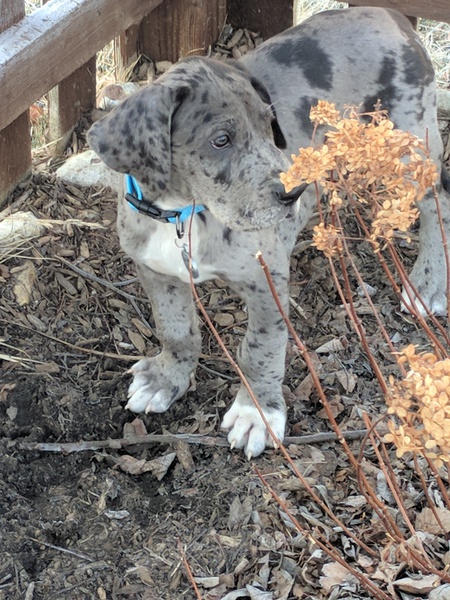 Entry image for Puppy Malutki. Clicking this image will show a larger photo