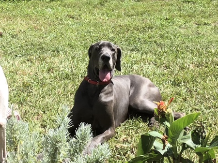 Entry image for Luka . Clicking this image will show a larger photo