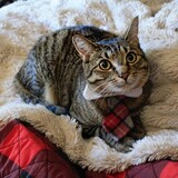 Entry image for Mittens Hemingway (short for Mittenzo)