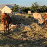Entry image for The Herd