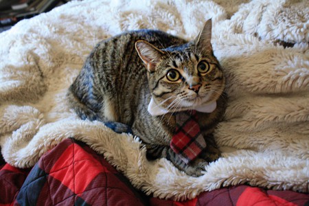 Entry image for Mittens Hemingway (short for Mittenzo). Clicking this image will show a larger photo
