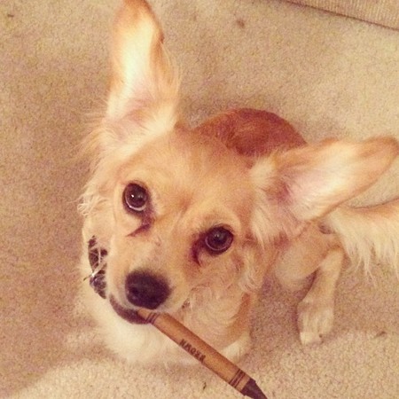 Entry image for Sadie Marie. Clicking this image will show a larger photo