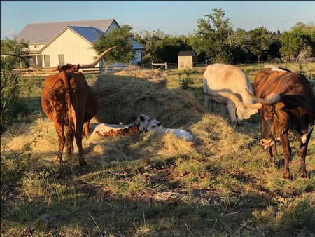 Entry image for The Herd. Clicking this image will show a larger photo