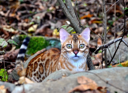 Panache Bengals Sunkist