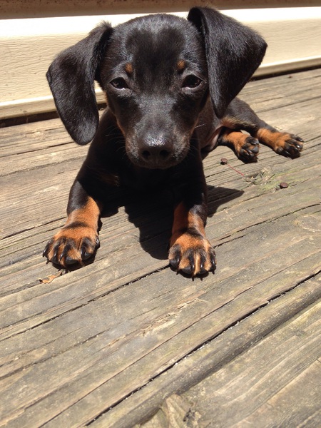 Oliver (Ollie)