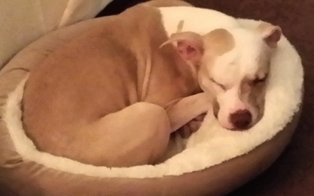 Stella