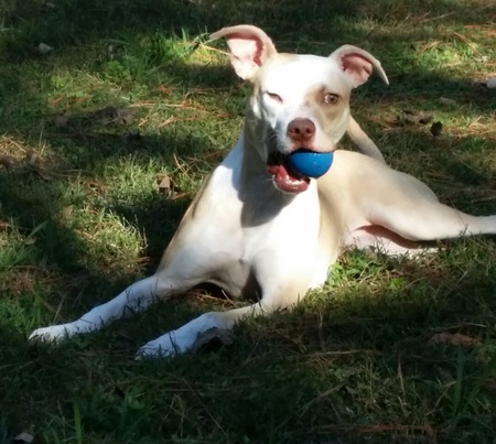 Stella