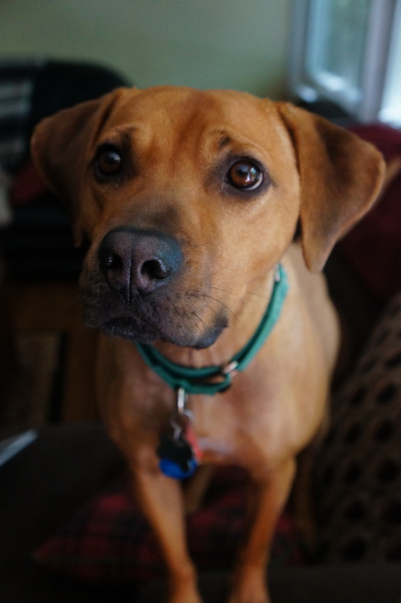 Ozzie