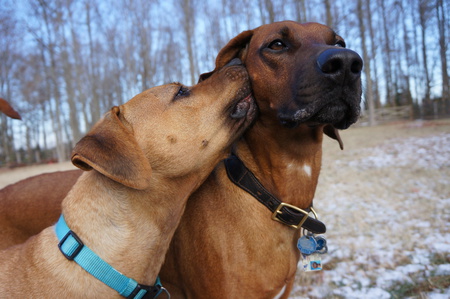 Ozzie and Hank