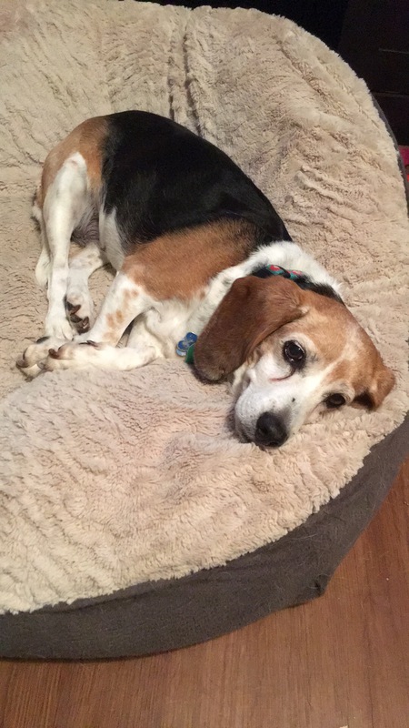 Beagle
